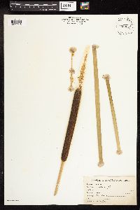 Typha latifolia image