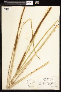 Typha latifolia image