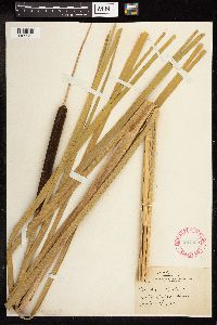Typha latifolia image