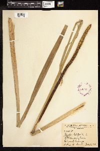 Typha latifolia image