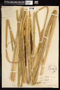 Typha latifolia image