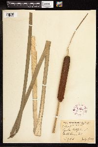 Typha latifolia image