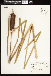 Typha latifolia image