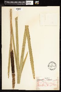 Typha latifolia image