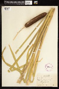 Typha latifolia image