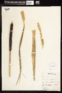 Typha latifolia image
