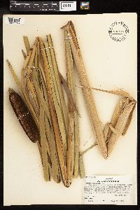 Typha latifolia image