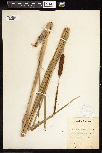 Typha latifolia image