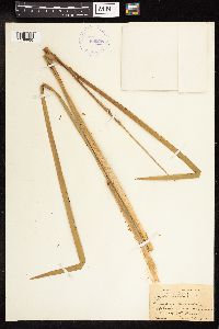 Typha latifolia image