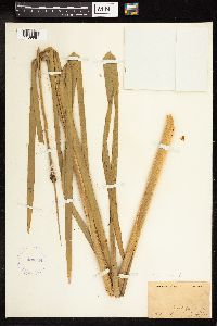 Typha latifolia image