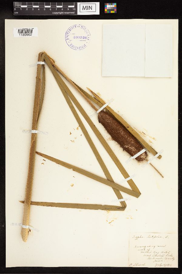 Typha latifolia image