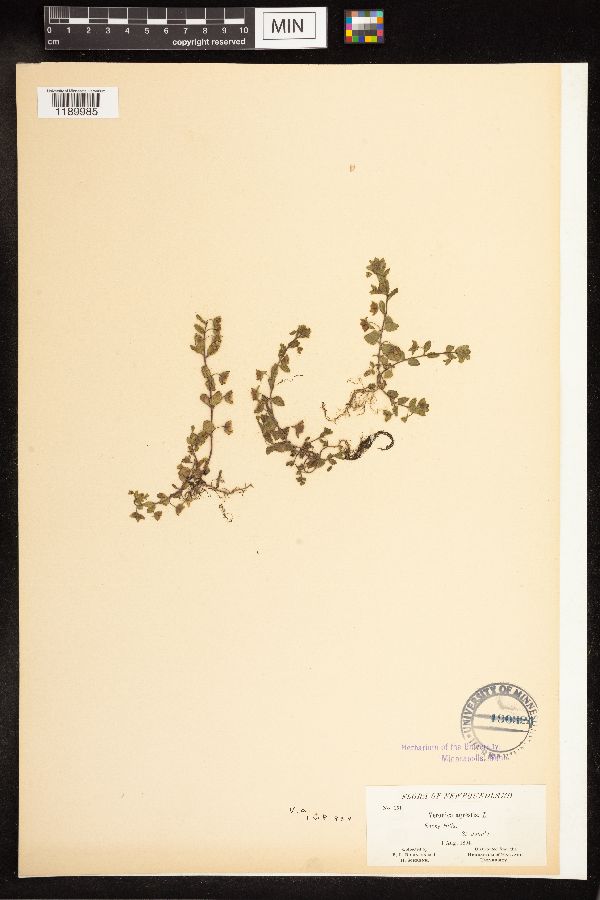 Veronica agrestis image