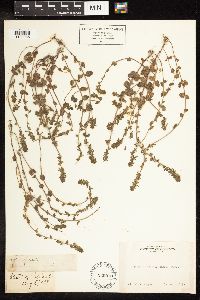 Veronica agrestis image