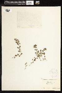 Veronica agrestis image
