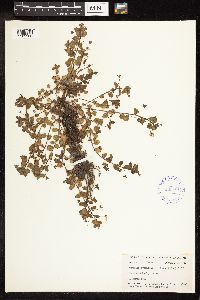 Veronica agrestis image
