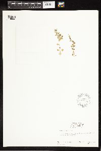 thumbnail image of current specimen