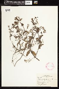 Veronica americana image