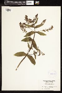 Thumbnail image of current specimen