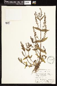 Veronica anagallis-aquatica image