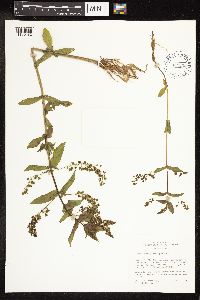 Veronica anagallis-aquatica image