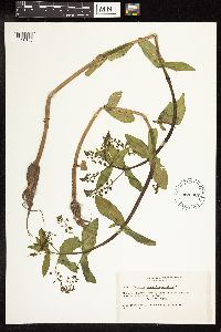 Veronica anagallis-aquatica image