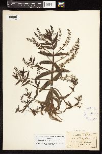 Veronica anagallis-aquatica image