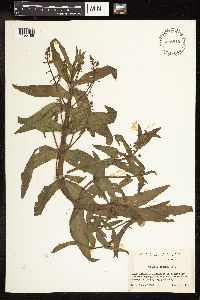 thumbnail image of current specimen