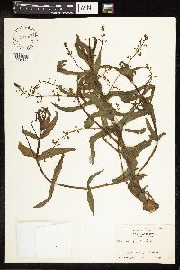 thumbnail image of current specimen