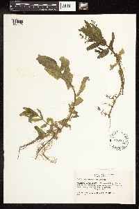 Veronica anagallis-aquatica image