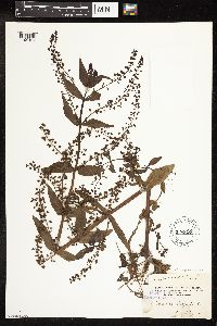 Veronica anagallis-aquatica image