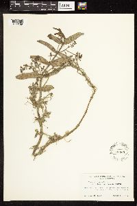 Veronica anagallis-aquatica image