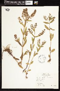 Veronica anagallis-aquatica image