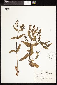 Veronica anagallis-aquatica image