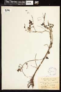 thumbnail image of current specimen