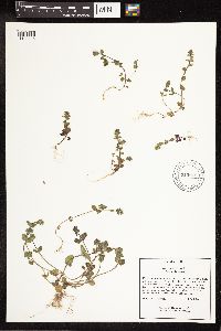 Veronica arvensis image
