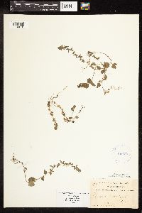 Veronica arvensis image