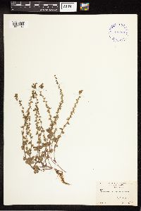 Veronica arvensis image