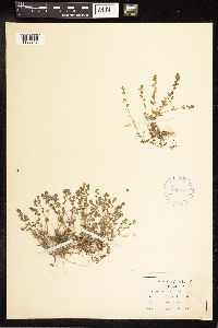 Veronica arvensis image