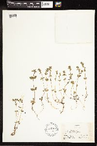 Veronica arvensis image