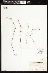 Veronica arvensis image