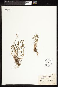 Veronica arvensis image