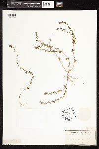 thumbnail image of current specimen