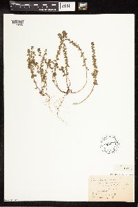 Veronica arvensis image