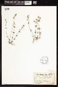Veronica arvensis image