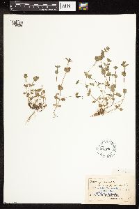 thumbnail image of current specimen