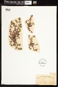 Veronica arvensis image