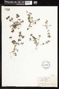 Veronica arvensis image