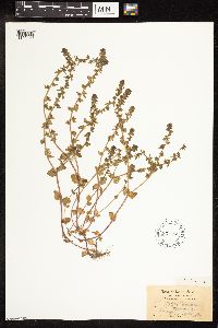Veronica arvensis image