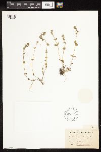 thumbnail image of current specimen
