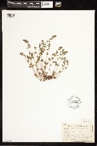 Veronica arvensis image